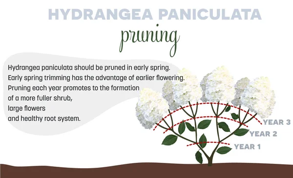 Como podar Hortensia Hydrangea paniculata — Vetor de Stock