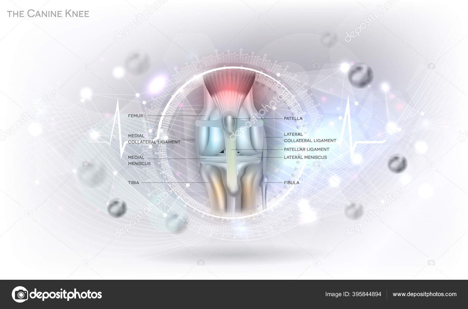 Anatomy Canine Dog's Knee Joint Colorful Design Abstract Glowing Light