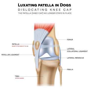 Luxating patella in dogs, it shifts either towards the inner or outer knee. Anatomy of the canine (dog's) knee joint colorful design, medical info poster illustration. clipart