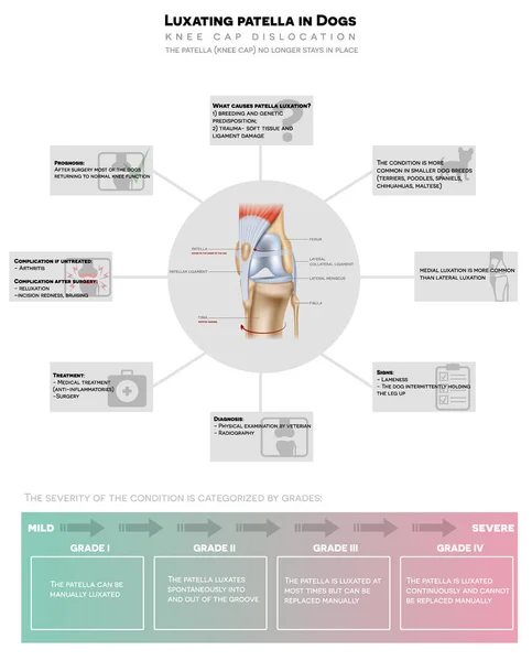 Lussuoso Rotula Nei Cani Lussato Ginocchiera Informazioni Dettagliate Poster Grafico — Vettoriale Stock