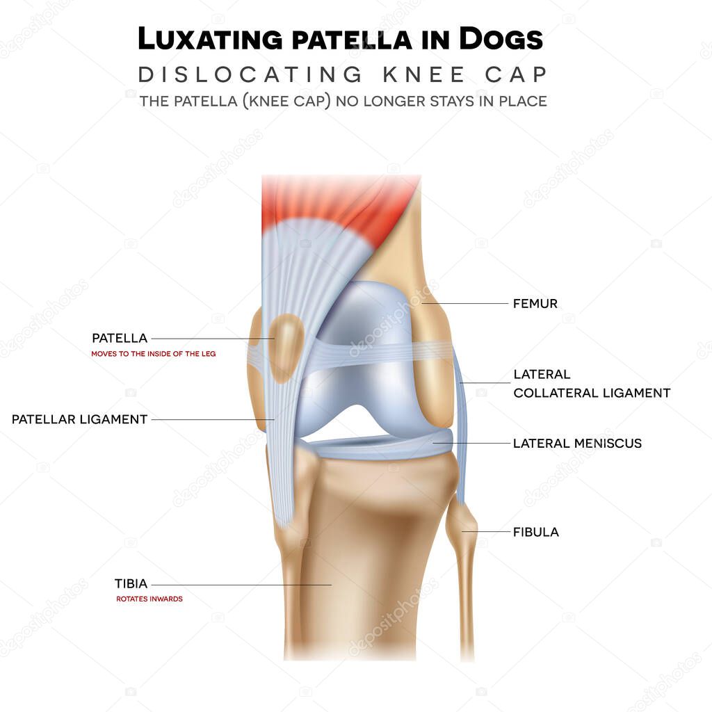 Luxating patella in dogs, it shifts either towards the inner or outer knee. Anatomy of the canine (dog's) knee joint colorful design, medical info poster illustration.
