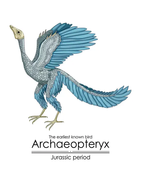 Archaeopteryx Der Früheste Bekannte Vogel Aus Der Jurazeit — Stockvektor