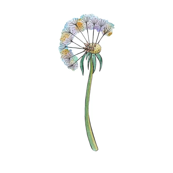 水彩で描かれたカラフルなタンポポ 不完全またはオーバーブロータンポポのボール 種子の一部が欠けている 壊れている オーバーブロー 野生の花の手描きイラスト タンポポの爆発 種を吹く — ストック写真