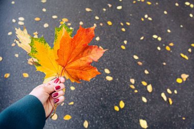 Sonbahar konsepti. Sonbahar yılın en sevdiği mevsimidir. Kadın eli bir demet sonbahar renkli akçaağaç yaprağını tutuyor. Kırmızı manikürlü eller. Islak yağmurlu asfalt arkaplanı.
