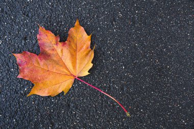 Yağmurlu asfaltta renkli turuncu ve sarı akçaağaç yaprağı. Yakın plan. Boş alan, metin için yer. Sonbahar kompozisyonu. Sonbaharın renkleri.