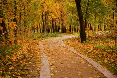 Altın akçaağaç yaprakları düşer, dağılır ve yeri kaplar sakin bir sonbahar ormanı, orman patikası, mevsimsel manzara