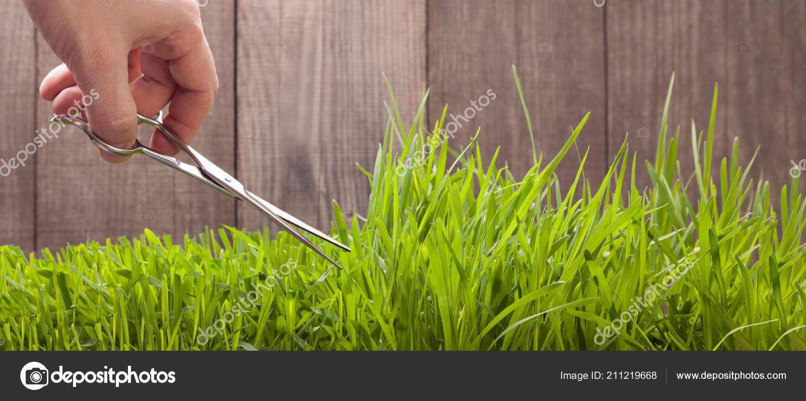 Male Hand Scissors Cutting Grass Stock Photo by ©chepko 211219668