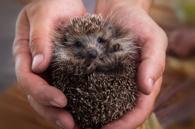 Kirpi erkek elinde, yakın çekim