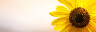 Işık arka plan üzerinde parlak ayçiçeği, yakın çekim