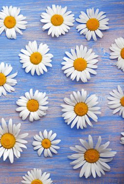 papatyalar üstten görünüm ahşap tahta üzerinde 
