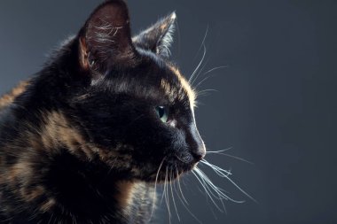 Kaplumbağa kabuğu kedi gri arka plan üzerinde Kapat 