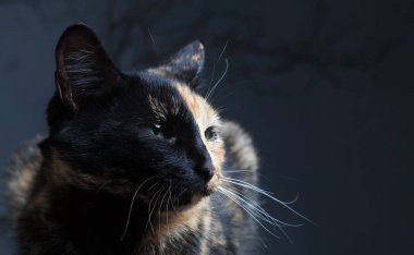 Kaplumbağa kabuğu kedi gri arka plan üzerinde Kapat 