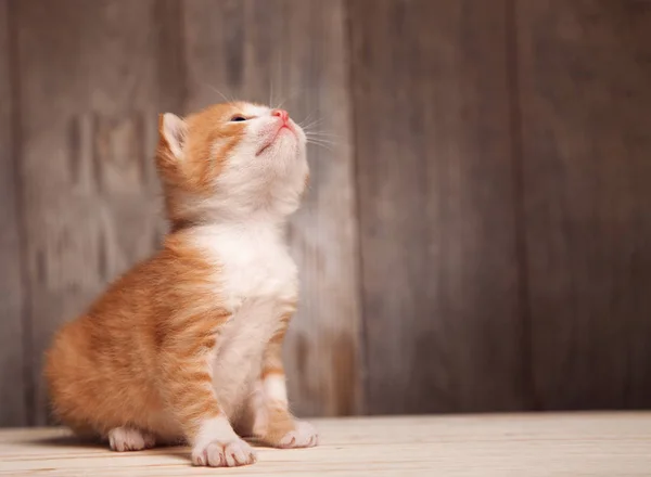 Ginger Kitten Old Wooden Boards Background — Stock Photo, Image