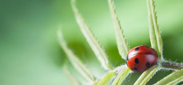 Kırmızı Uğur Böceği Yeşil Yaprak Üzerinde Görmek — Stok fotoğraf