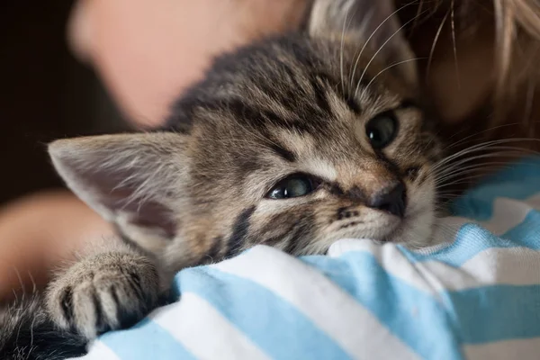 Primer Plano Vista Gatito Hombro Niño Aire Libre — Foto de Stock