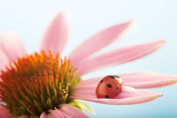 Rood Lieveheersbeestje Echinacea Bloem Blauwe Achtergrond — Stockfoto