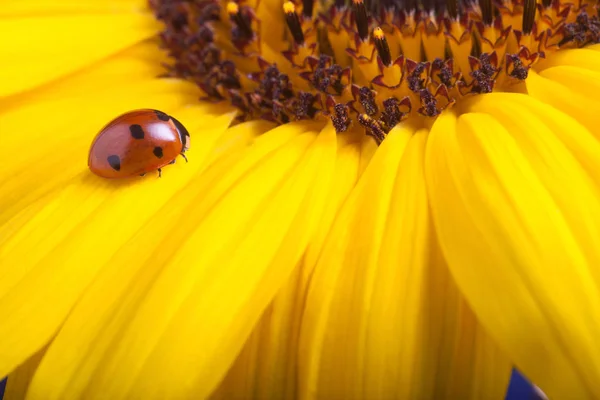 Nahaufnahme Des Roten Marienkäfers Auf Sonnenblumenblume — Stockfoto