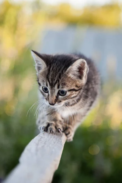 Little Tabby Cat Green Summer Grass — Stock Photo, Image