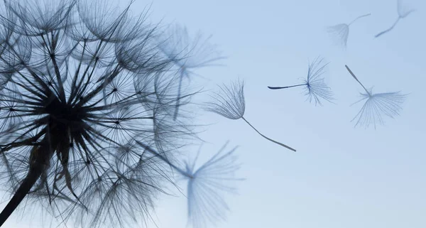 Pissenlit Fleur Duveteuse Avec Des Graines Volantes Sur Fond Bleu — Photo