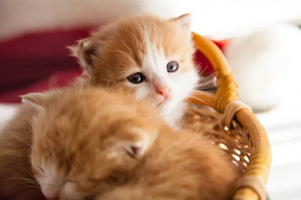 Hasır Sepet Içinde Iki Küçük Zencefil Yavru Kedi — Stok fotoğraf