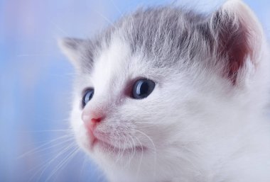 kabarık gri-beyaz kedi yavrusu görmek 