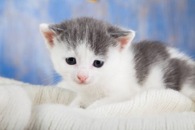 kabarık gri-beyaz yavru kedi üzerinde battaniye görmek 