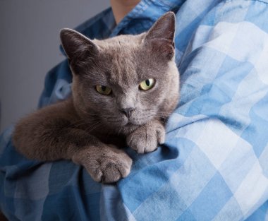 İngiliz kedi çocuğun elinde kamera seyir