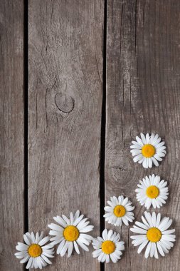 papatyalar üstten görünüm ahşap tahta üzerinde 