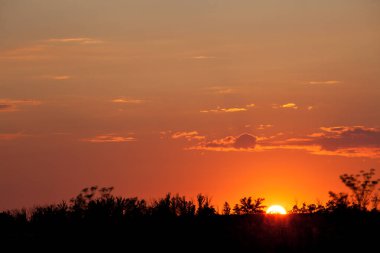 Arka plan, gün batımı ile ağaçlarının silhouettes