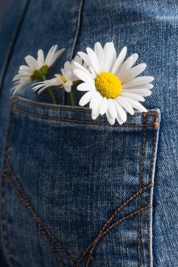 Chamomiles kot pantolon cebinde, yakın çekim