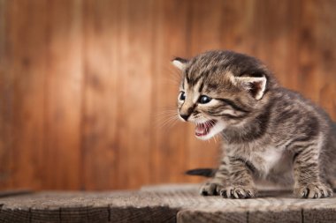 eski ahşap Komiteler arka plan, küçük yavru kedi