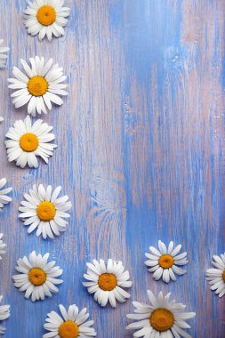 papatyalar üstten görünüm ahşap tahta üzerinde 