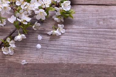 ahşap arka plan üzerinde beyaz bahar çiçekleri