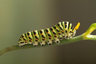 Yeşil tırtıl machaon dereotu üzerinde yakın çekim.