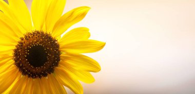 Işık arka plan üzerinde parlak ayçiçeği, yakın çekim