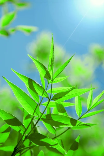 Groene Bladeren Tak Met Sky Achtergrond — Stockfoto