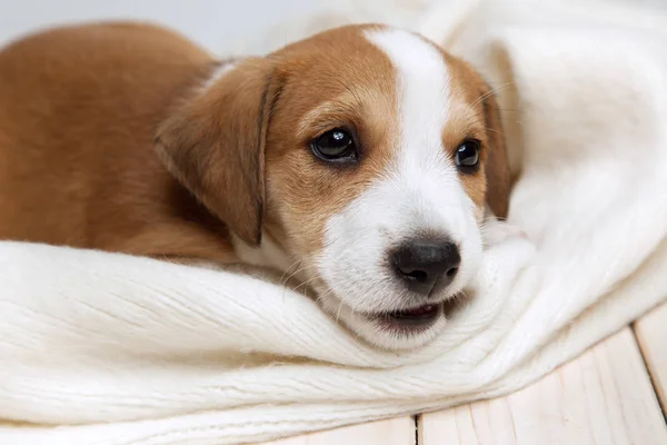 Jack Russell Terrier Valp Liggande Trägolv — Stockfoto
