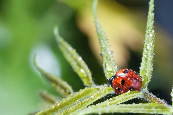 红瓢虫在绿叶上的特写观察 — 图库照片