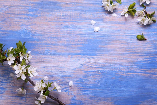 Top View White Spring Flowers Petals Blue Background — Stock Photo, Image