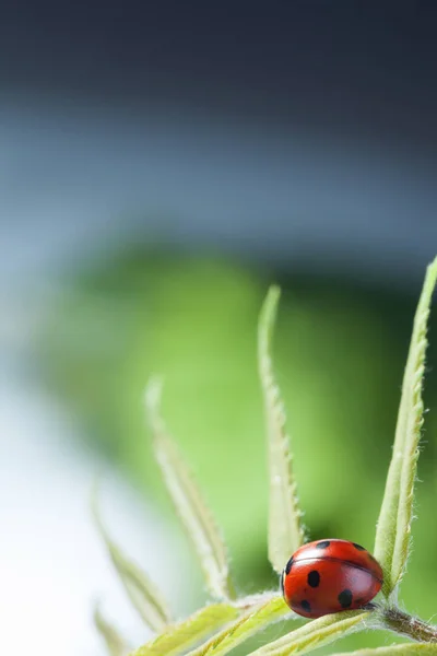 Zbliżenie Czerwona Biedronka Zielony Liść — Zdjęcie stockowe
