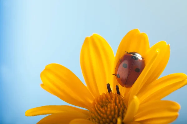 Röd Nyckelpiga Gul Blomma Nyckelpiga Kryper Stam Växt Våren Trädgården — Stockfoto