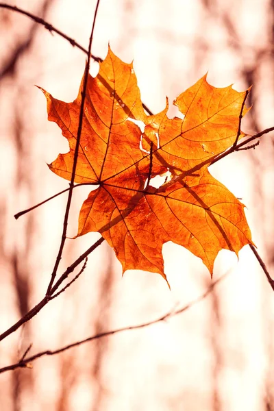 Foglia Secca Autunnale Bloccata Nei Rami Degli Alberi — Foto Stock