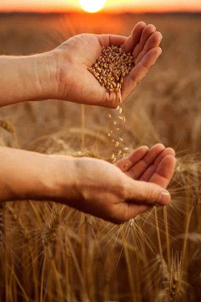 背景に麦畑を手から手へ小麦を注ぐ男 — ストック写真