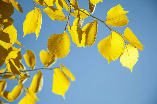 Κίτρινο Φθινόπωρο Φύλλα Στα Κλαδιά Ουρανό Στο Παρασκήνιο — Φωτογραφία Αρχείου