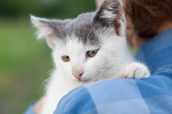 Gatito Hombro Chico Aire Libre — Foto de Stock