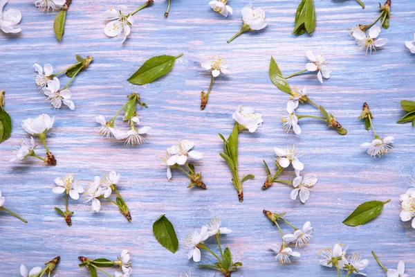Patrón Flores Primavera Sobre Fondo Azul —  Fotos de Stock