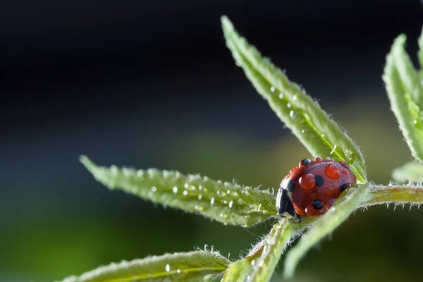 Vista Ravvicinata Della Coccinella Rossa Foglia Verde — Foto Stock