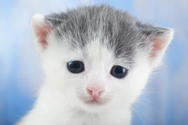 Close View Fluffy Gray White Kitten Blanket — Stock Photo, Image