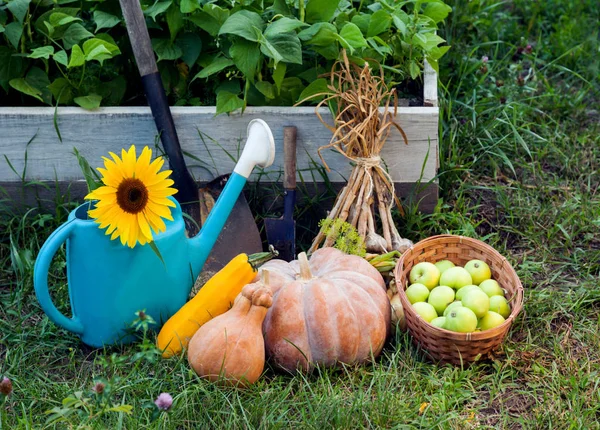Harvesting Pumpkins Apples Watering Can Garden — Stock Photo, Image