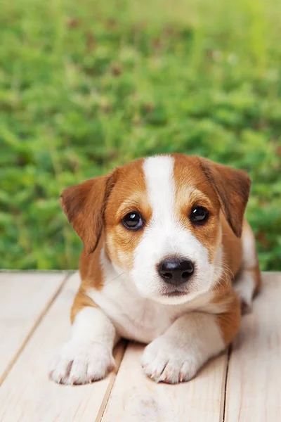 Jack Russell Terrier Cachorro Acostado Suelo Madera — Foto de Stock
